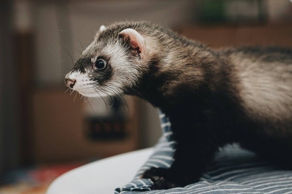 Can Ferrets Coexist with Other Household Pets?