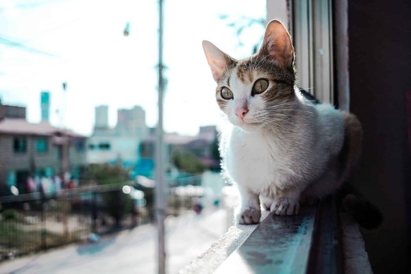 What Are the Best Practices for Ensuring Pet Safety on Balconies and High-Rise Areas?